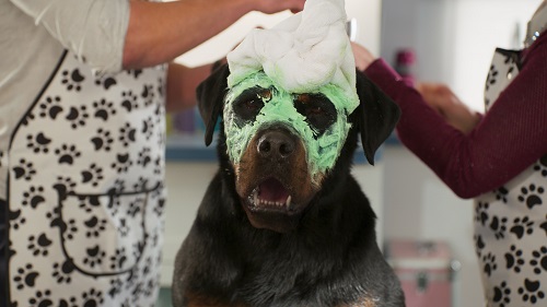 Max, voiced by Chris 'Ludacris' Bridges, in SHOW DOGS. Photo credit: Courtesy of Global Road Entertainment / Distributor: Global Road Entertainment. Max, voiced by Chris 'Ludacris' Bridges, in SHOW DOGS. Photo credit: Courtesy of Global Road Entertainment / Distributor: Global Road Entertainment.