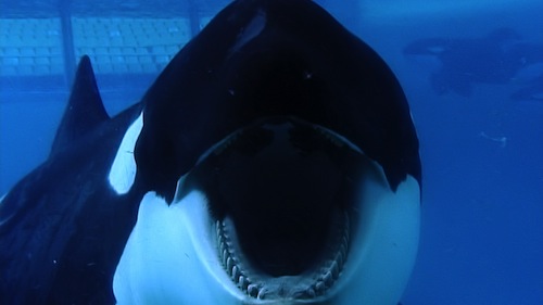 Tilikum in a scene from BLACKFISH, a Magnolia Pictures release. Photo courtesy of Magnolia Pictures. Photo credit Suzanne Allee. 