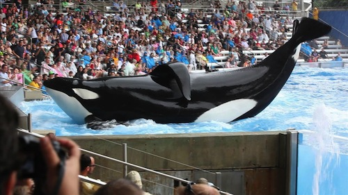 Tilikum in a scene from BLACKFISH, a Magnolia Pictures release. Photo courtesy of Magnolia Pictures. Photo credit: Gabriela Cowperthwaite. 