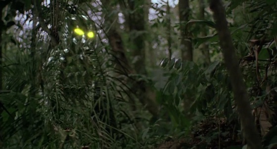 Predator