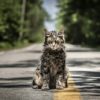 'Church' in PET SEMATARY, photo credit Kerry Hayes and courtesy Paramount Pictures 2018.